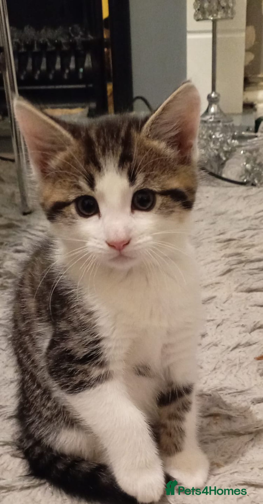 Mixed Breed cats for sale: 🐾 2Beautiful Kittens  - Advert 12