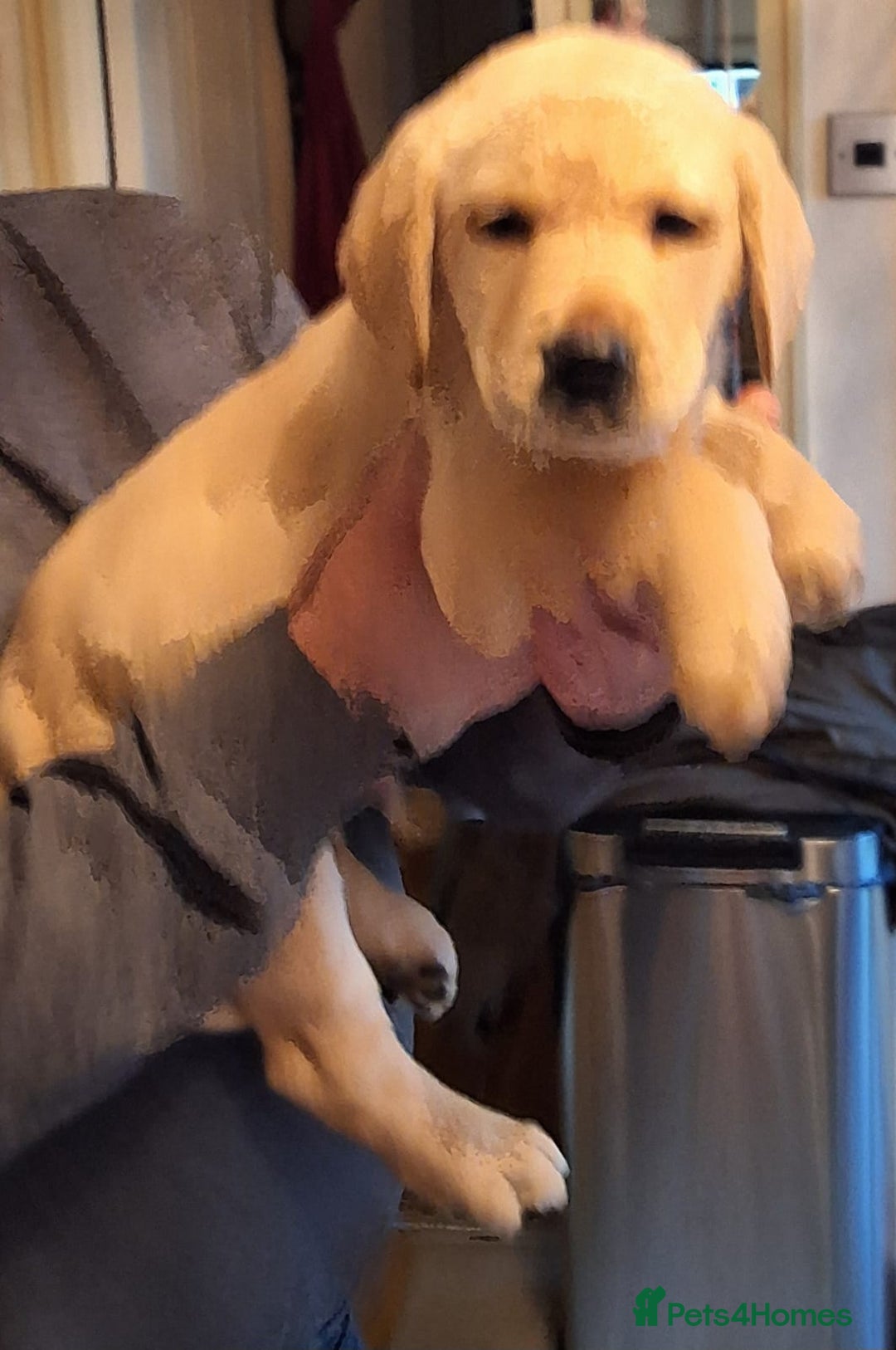 Goldador dogs for sale: Goldador puppies  - Advert 23