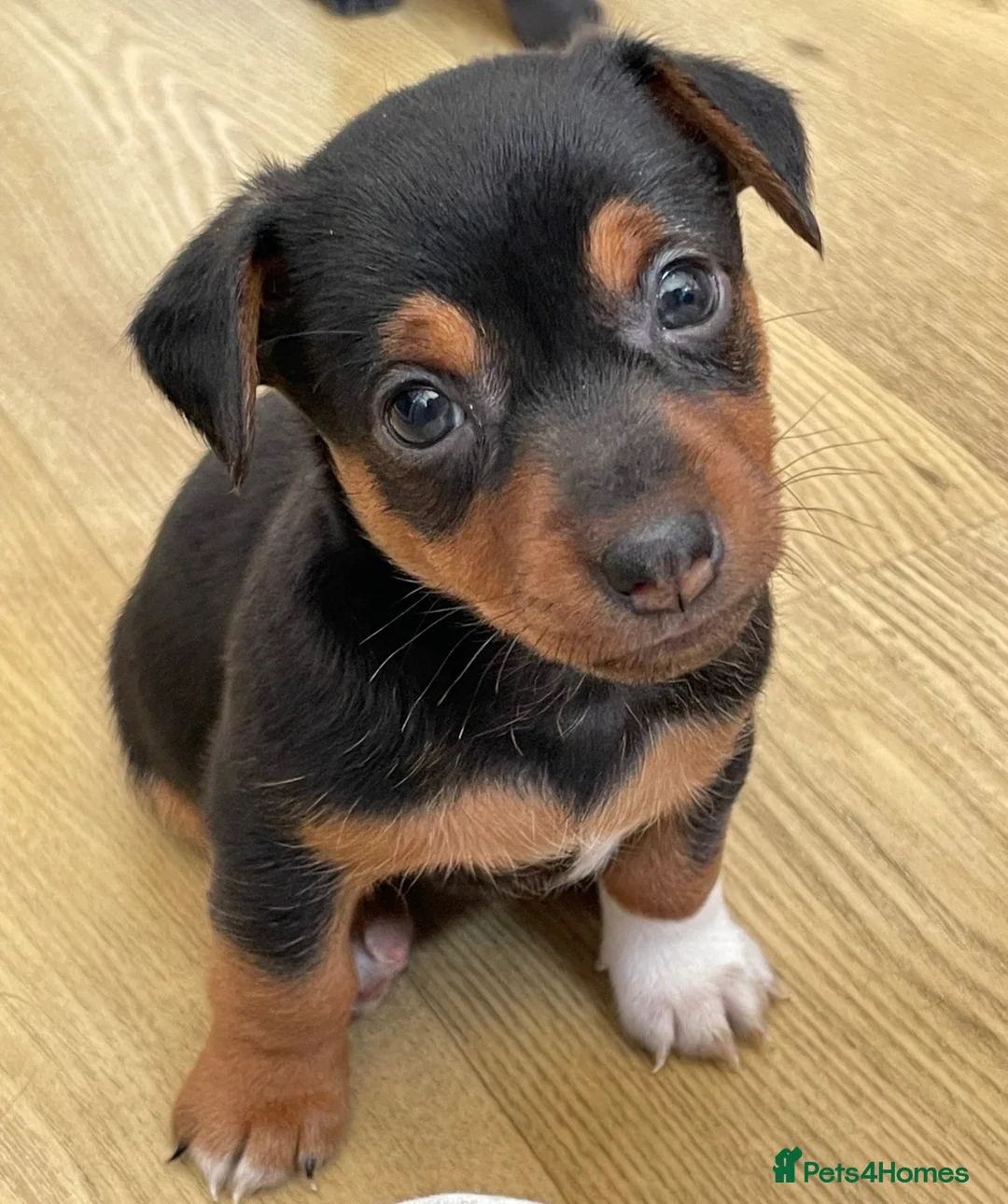 Jack Russell dogs for sale: Jack Russell puppies  - Advert 2