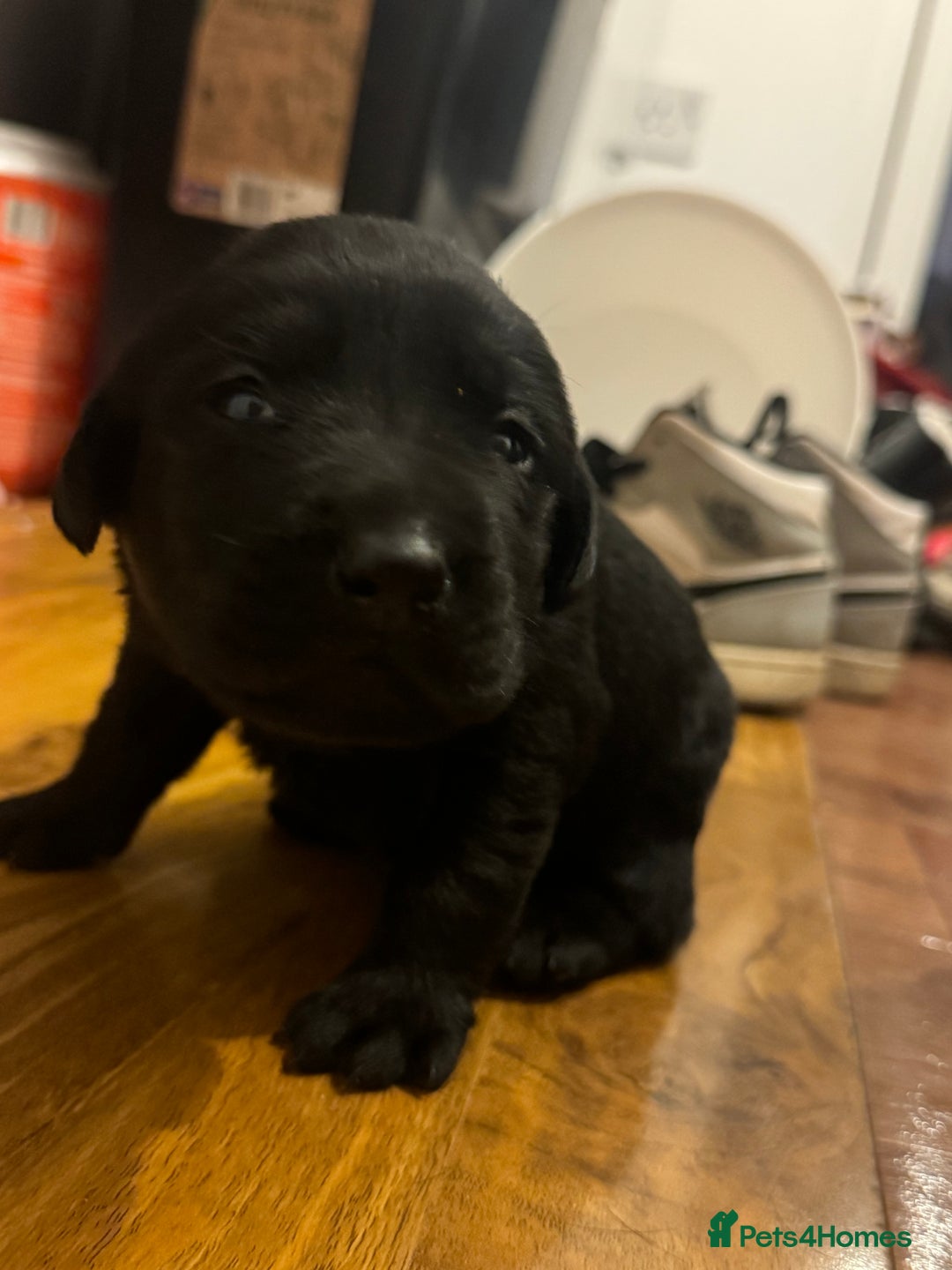 Labrador Retriever dogs for sale: Adorable Family-Raised Puppies 🐶✨ - Advert 3