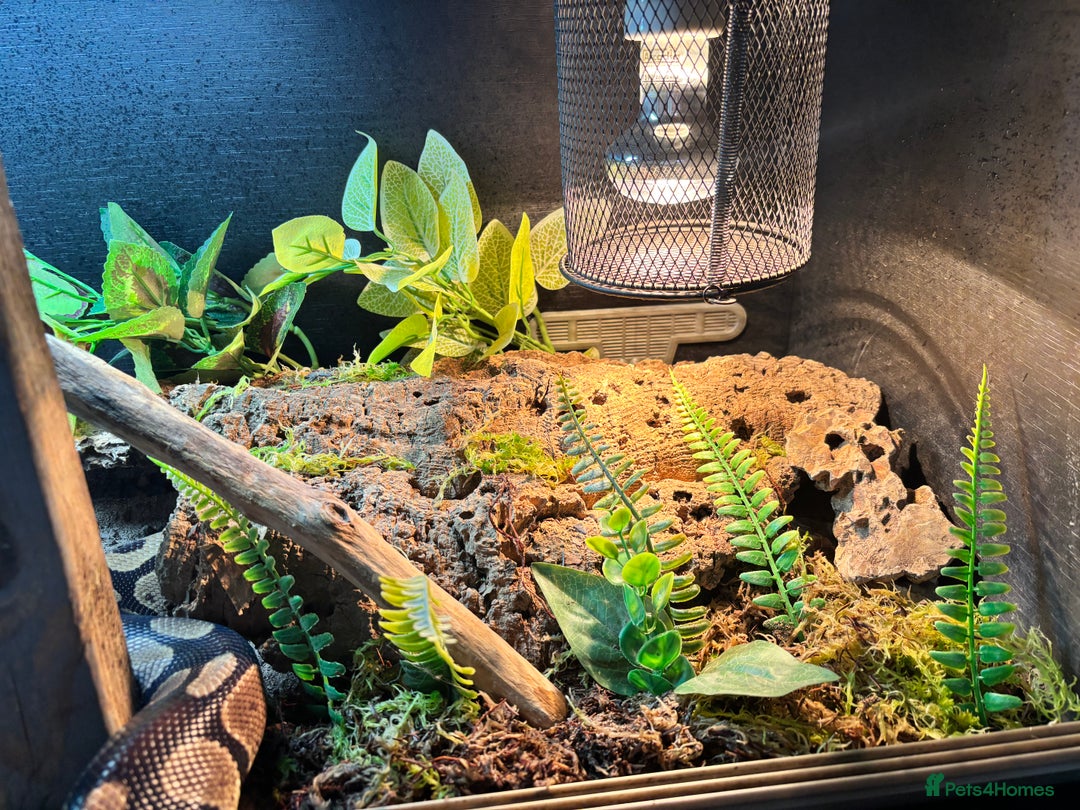 Snake reptiles for sale: Normal morph ball python with or WITHOUT enclosure - Advert 2