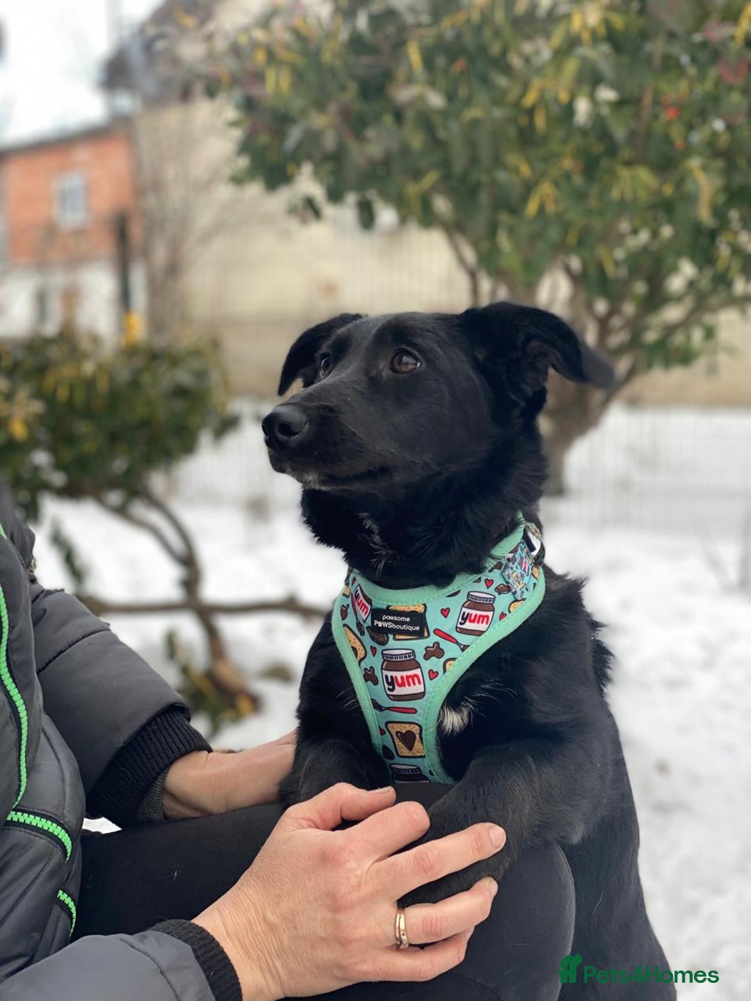 Mixed Breed dogs for adoption: 💖🐶 LADY AND DORY 🐶💖 - Advert 23