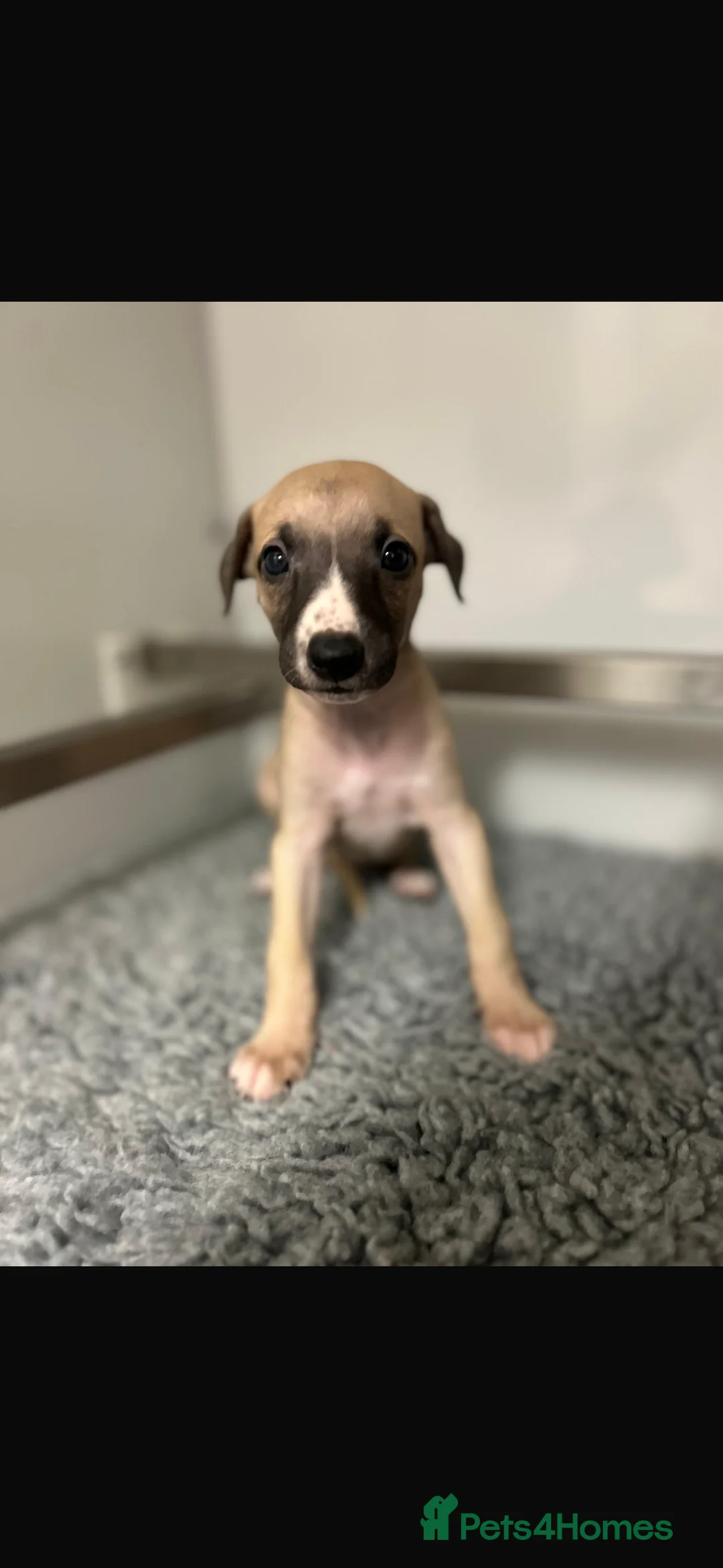 Whippet dogs for sale: KC REGISTERED WHIPPETS  in Liverpool - Advert 28