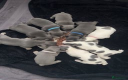 French Bulldog dogs for sale: French bulldogs  - Image 1