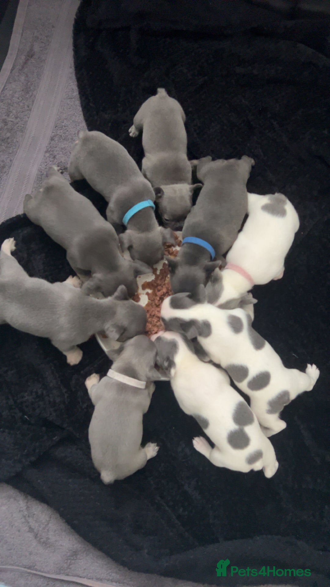 French Bulldog dogs for sale: French bulldogs  - Image 1