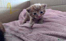 Mixed Breed cats for sale: 5 gorgeous kittens - Image 11