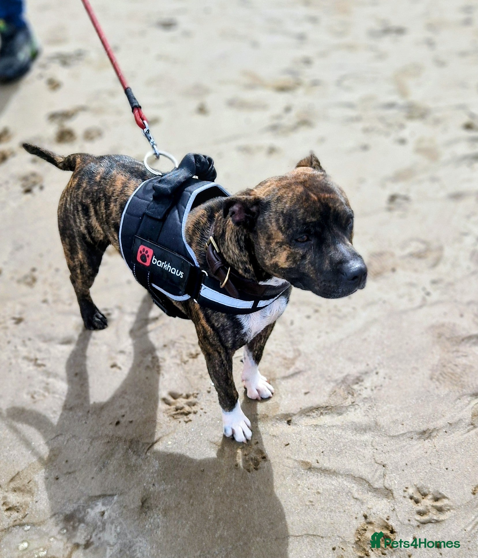 Staffordshire Bull Terrier dogs Staffy puppies - Advert 12