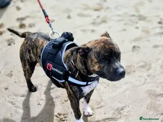 Staffordshire Bull Terrier dogs Staffy puppies - Advert 12