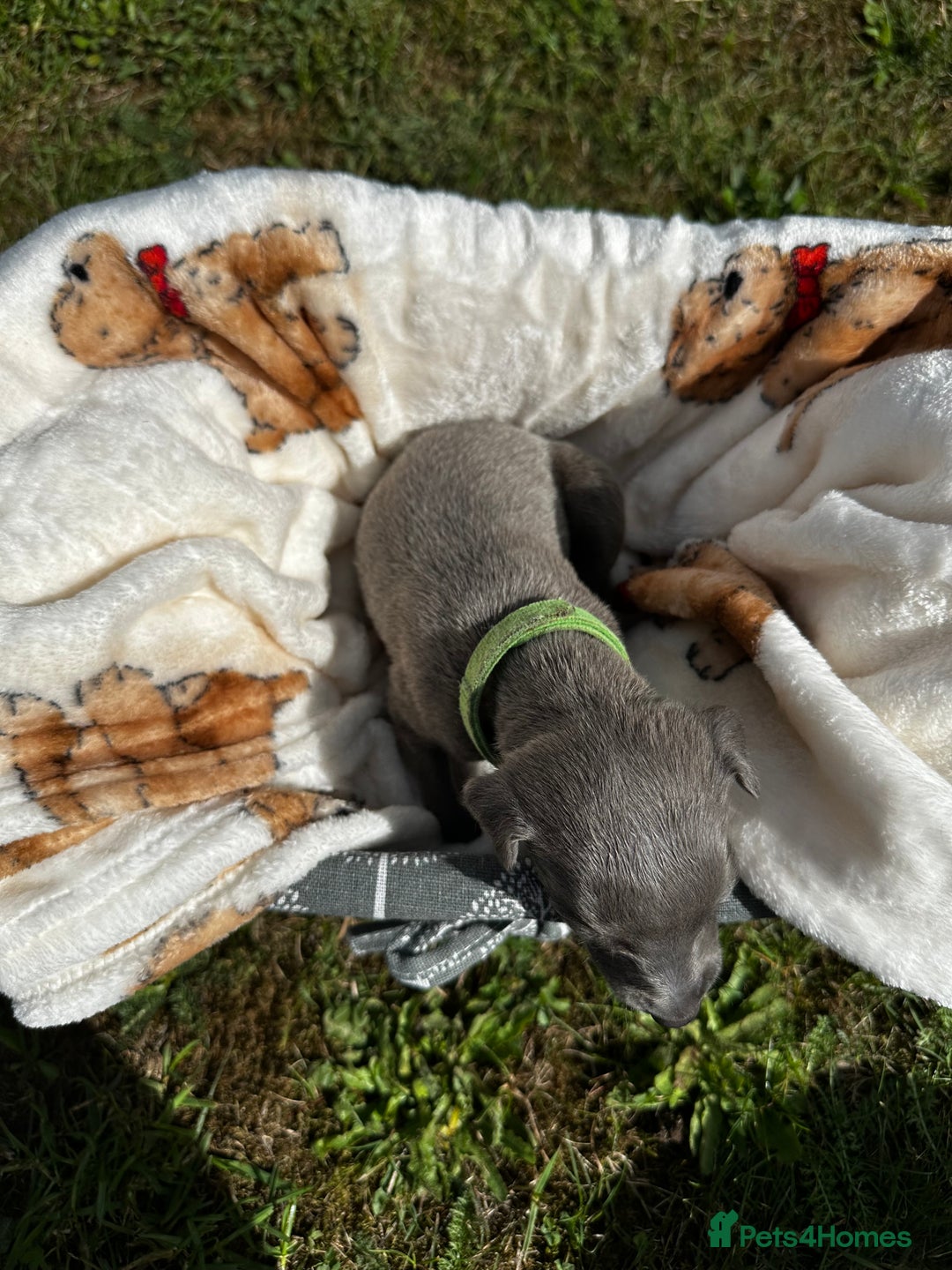 Whippet dogs for sale: READY NEXT WEEK! GORGEOUS WHIPPET PUPPIES - Image 12
