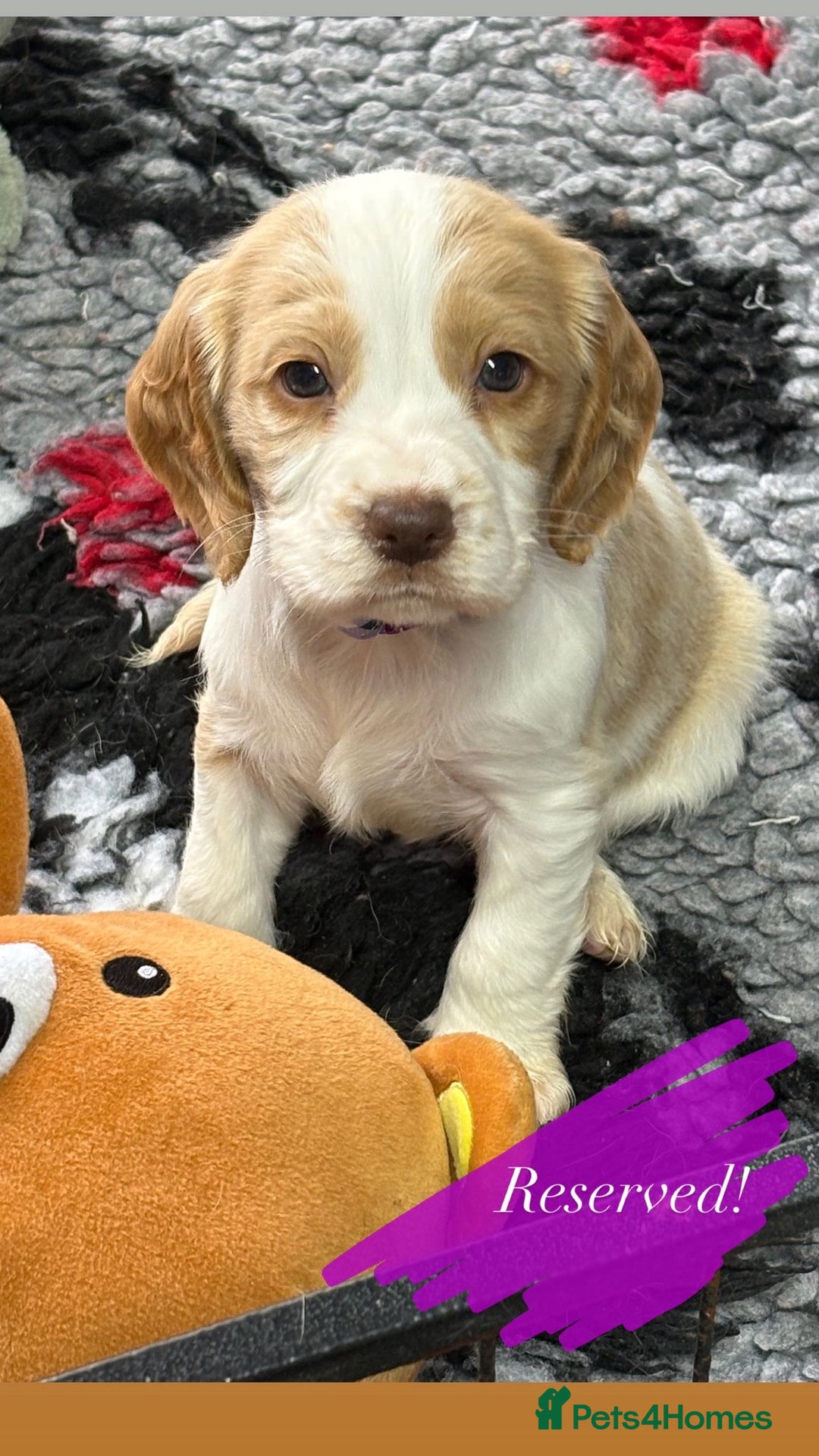 Cocker Spaniel dogs for sale: KC registered English cocker spaniels - Advert 6