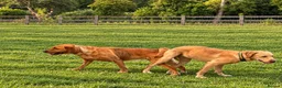 Labrador Retriever dogs for sale: Stunning labrador puppies  in Wickford - Advert 4