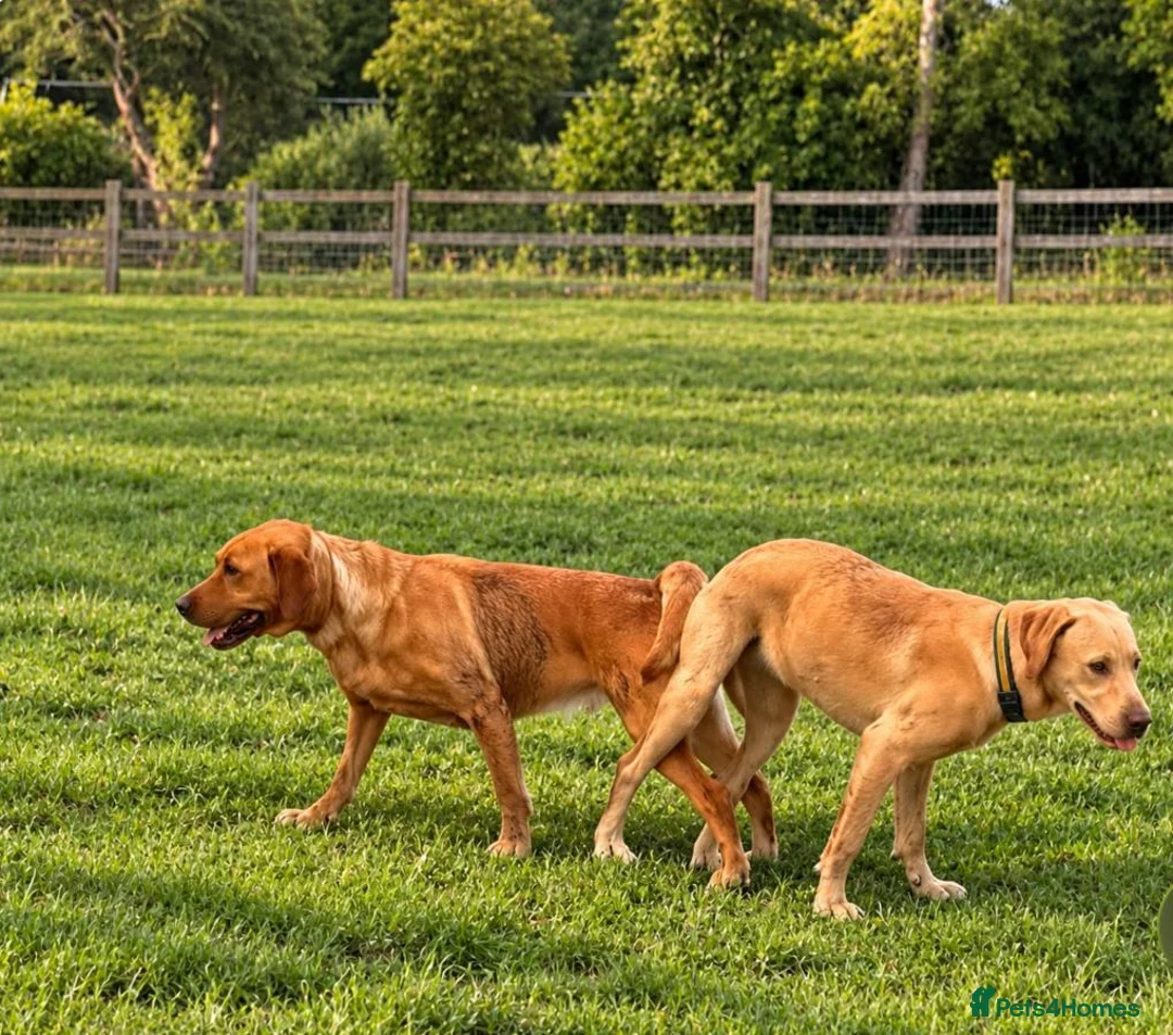 Labrador Retriever dogs for sale: Stunning labrador puppies  in Wickford - Advert 4