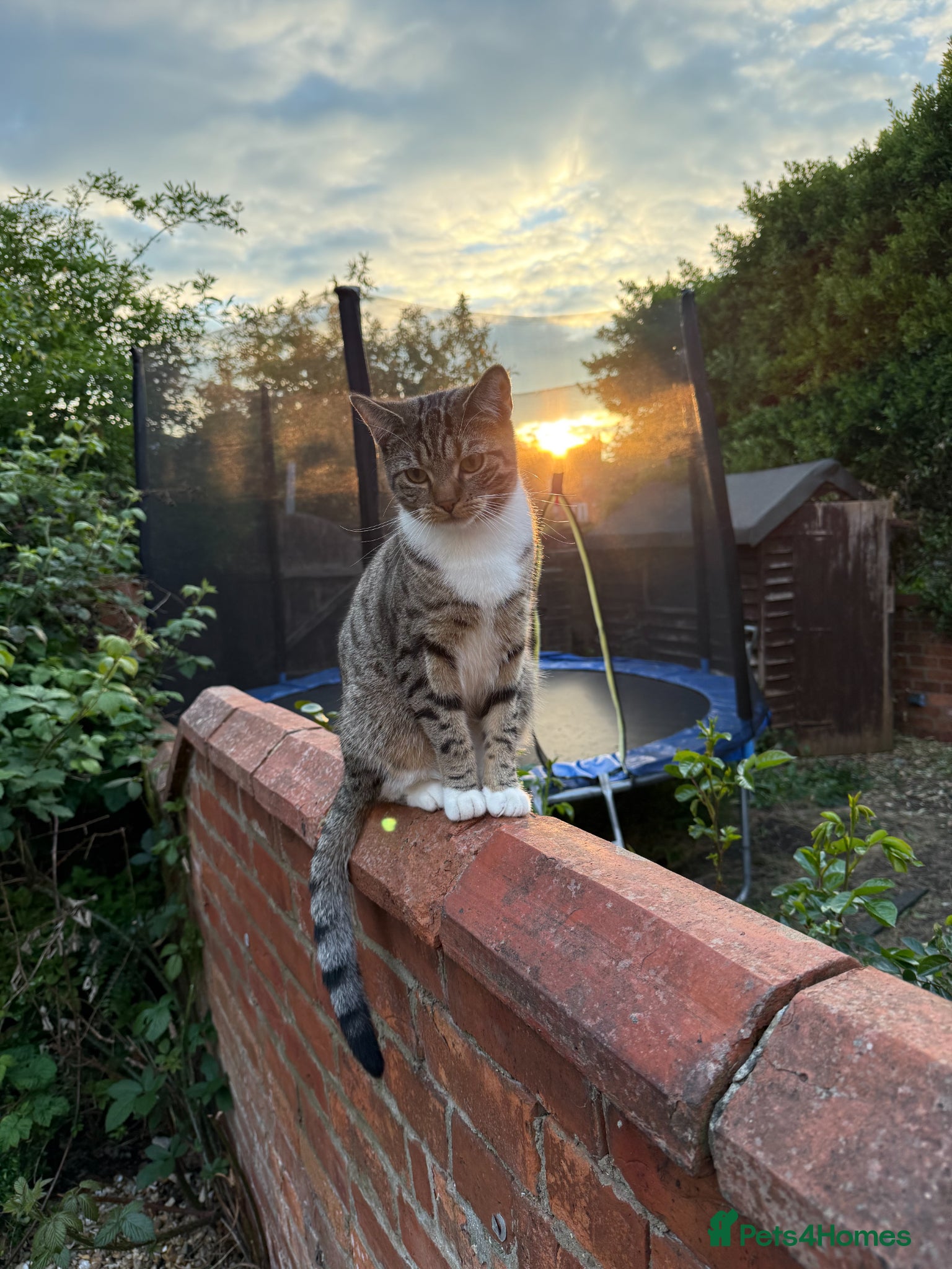 Mixed Breed cats Loving Mother&Son Cats – Bonded Pair Seeking Home - Advert 1