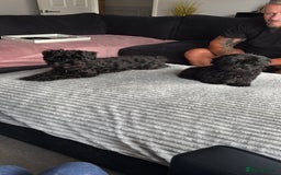 Shihpoo dogs for sale: Coco  - Image 3