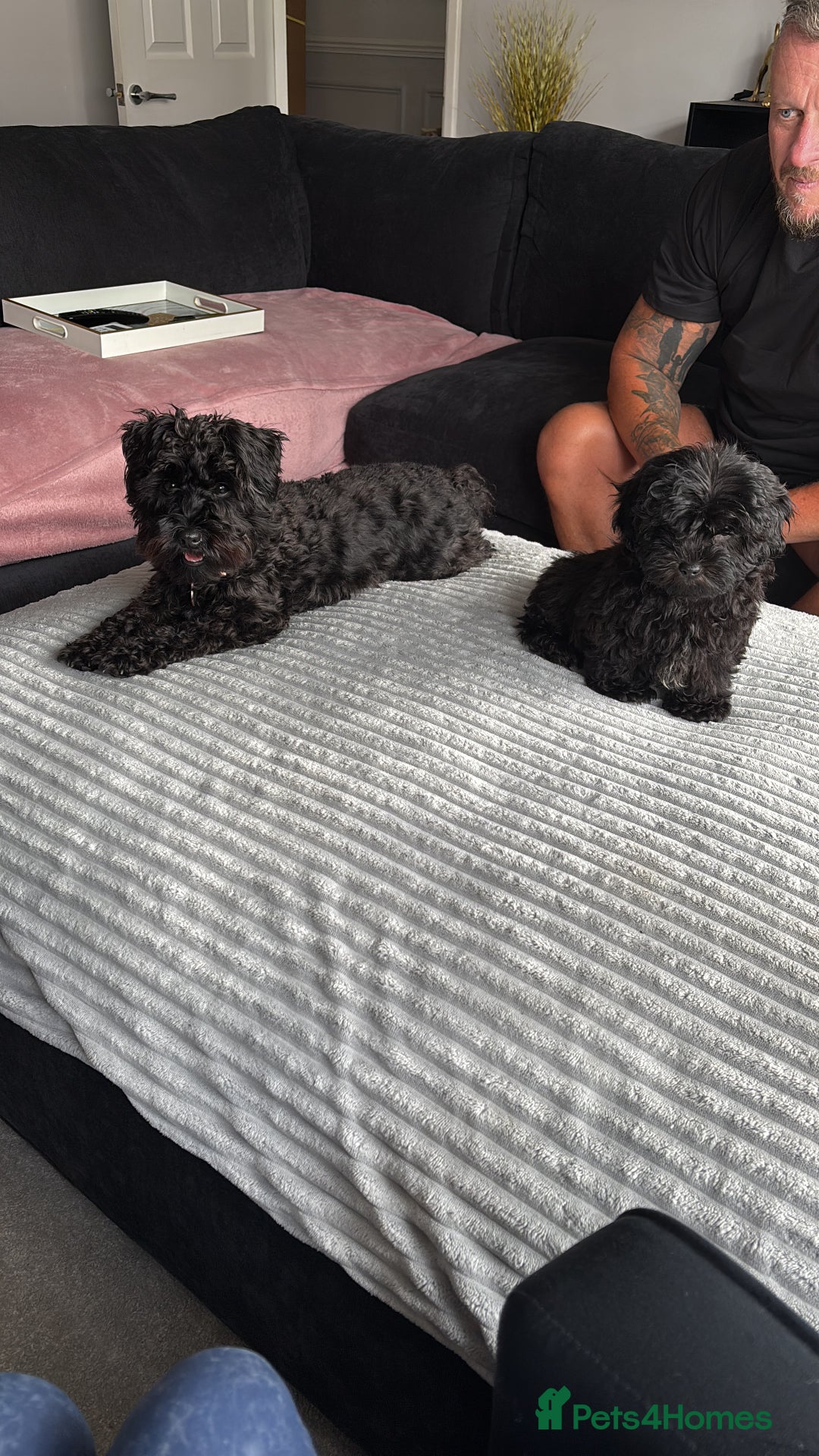 Shihpoo dogs for sale: Coco  - Image 3