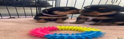 Mixed Breed dogs for sale: Beautiful Patterjack x Yorkshire terrier pups  - Advert 3
