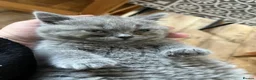 British Shorthair cats for sale: Boy kittens - Advert 26