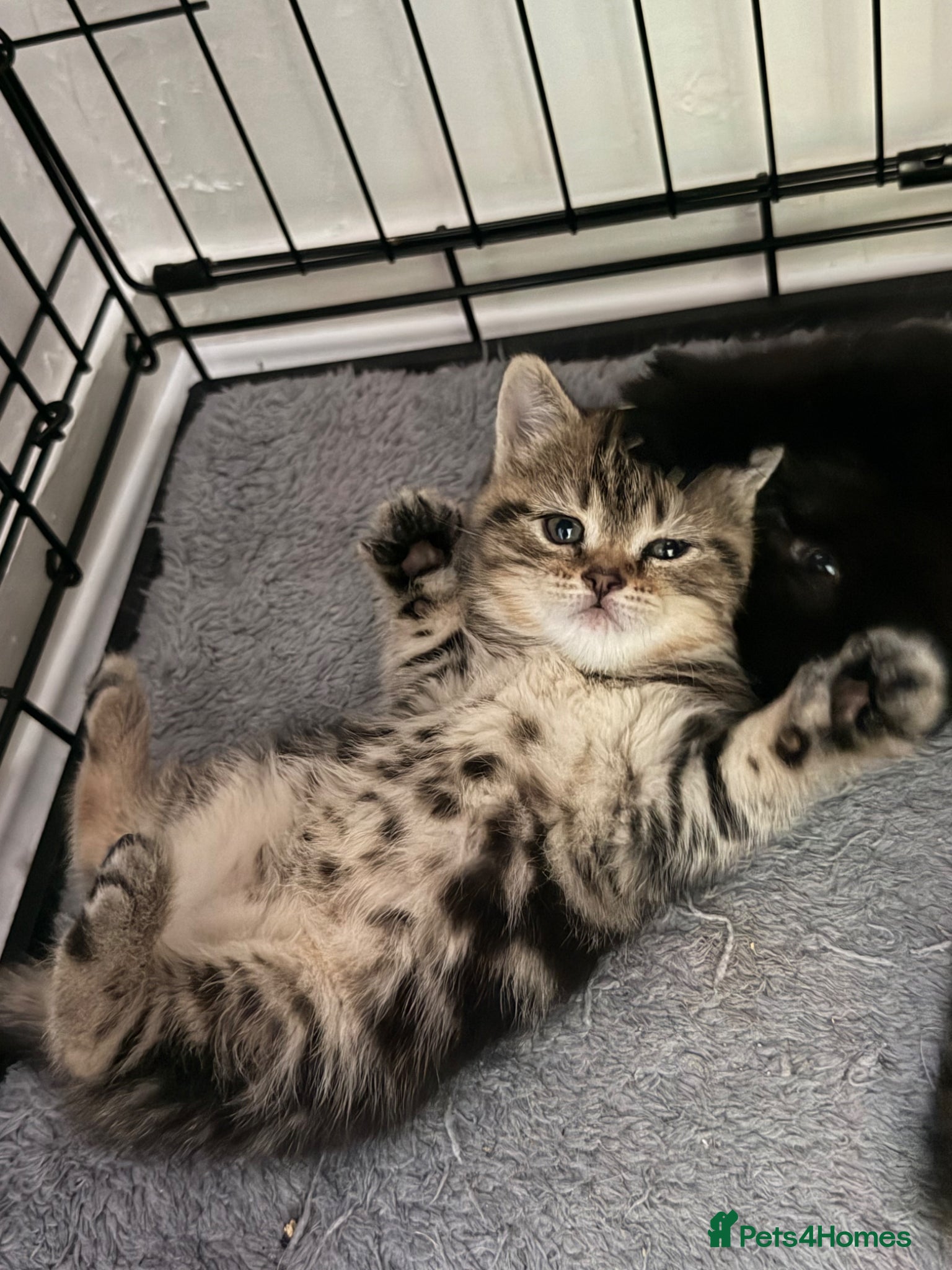 British Shorthair cats ✨ Scottish Fold x British Shorthair Kittens 🐾✨   - Advert 3