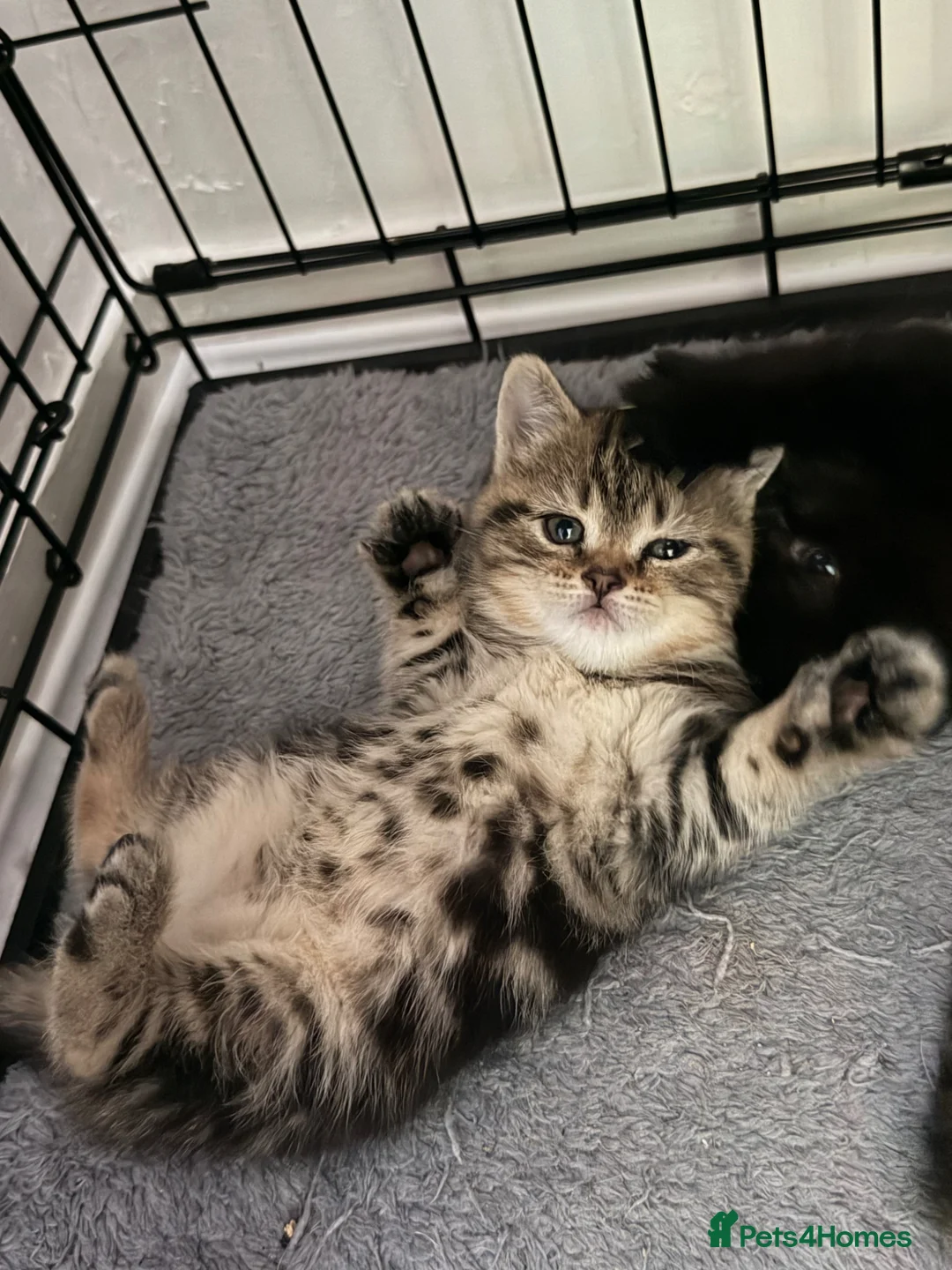 British Shorthair cats for sale: ✨ Scottish Fold x British Shorthair Kittens 🐾✨   - Advert 1