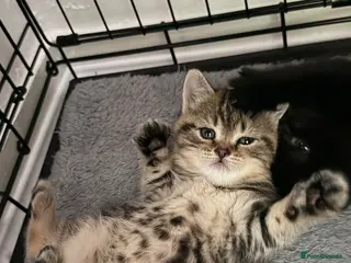 British Shorthair cats ✨ Scottish Fold x British Shorthair Kittens 🐾✨ - Advert 6