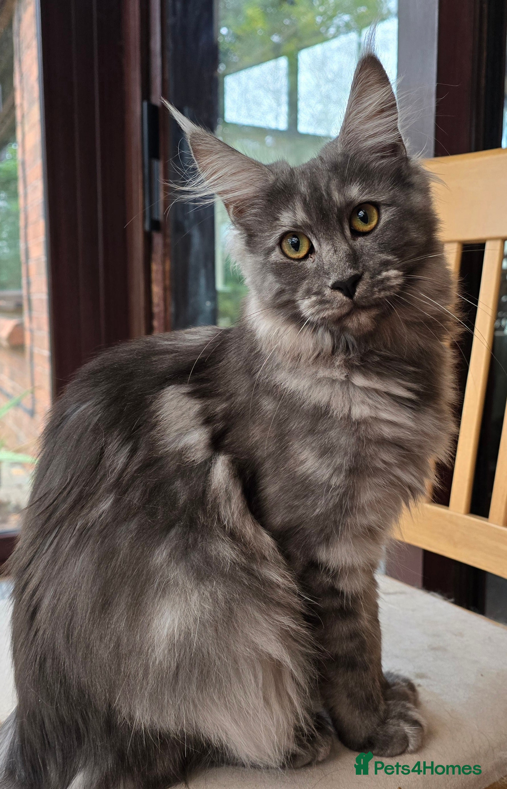 Maine Coon cats Black Smoke - Advert 9