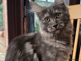 Maine Coon cats Black Smoke - Advert 11