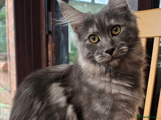 Maine Coon cats Black Smoke - Advert 7