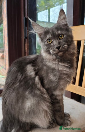 Maine Coon cats Black Smoke - Advert 13