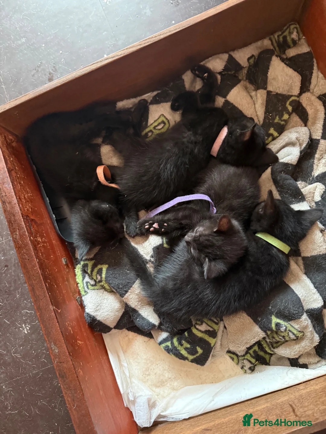 Mixed Breed cats for sale: Beautiful babies in Wellingborough - Advert 2