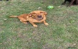 Labrador Retriever dogs for sale: 2 Year Old KC Reg Fox Red Female Labrador  - Image 2