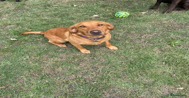 Labrador Retriever dogs - Advert 15