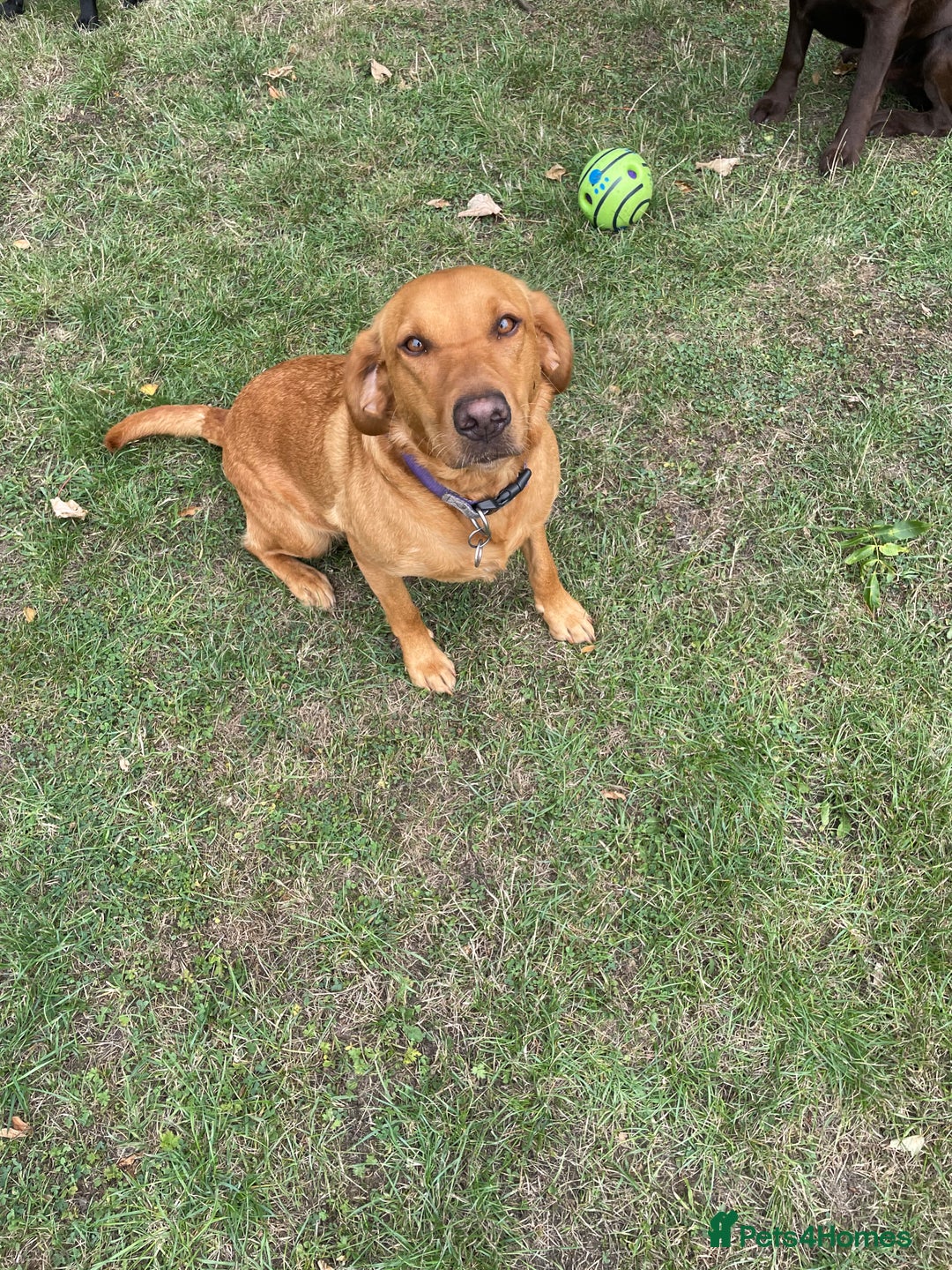 Labrador Retriever dogs for sale: 2 Year Old KC Reg Fox Red Female Labrador  - Image 2