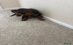 Dachshund dogs for sale: Adorable dachshund puppies - Image 3
