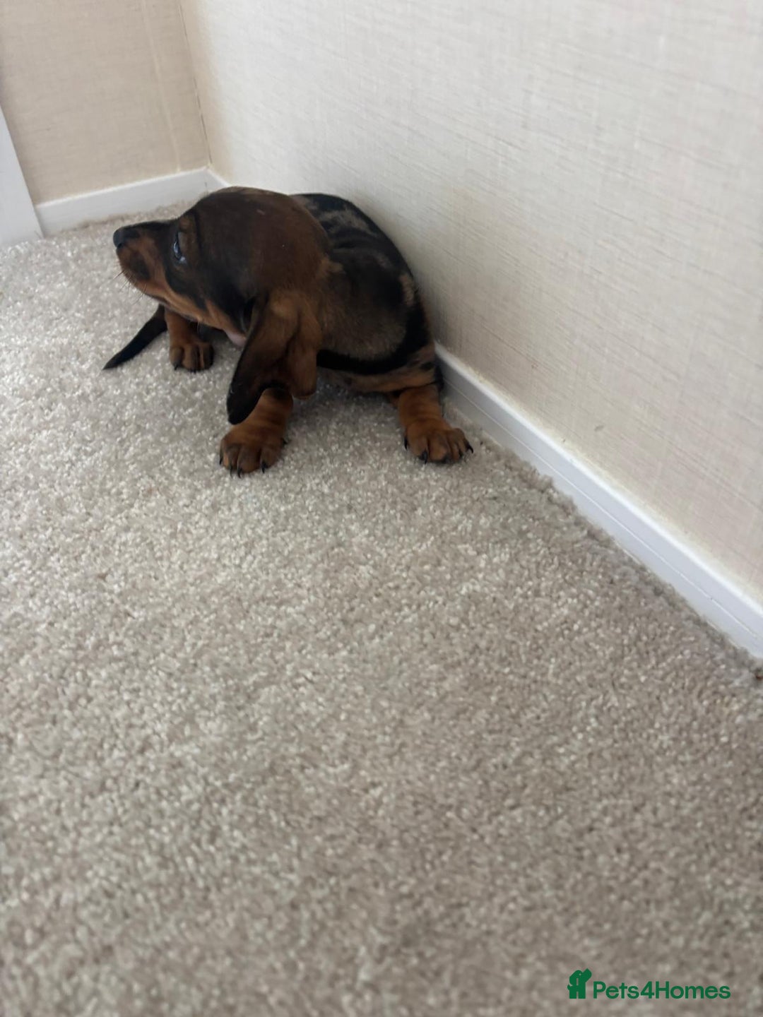 Dachshund dogs for sale: Adorable dachshund puppies - Image 3