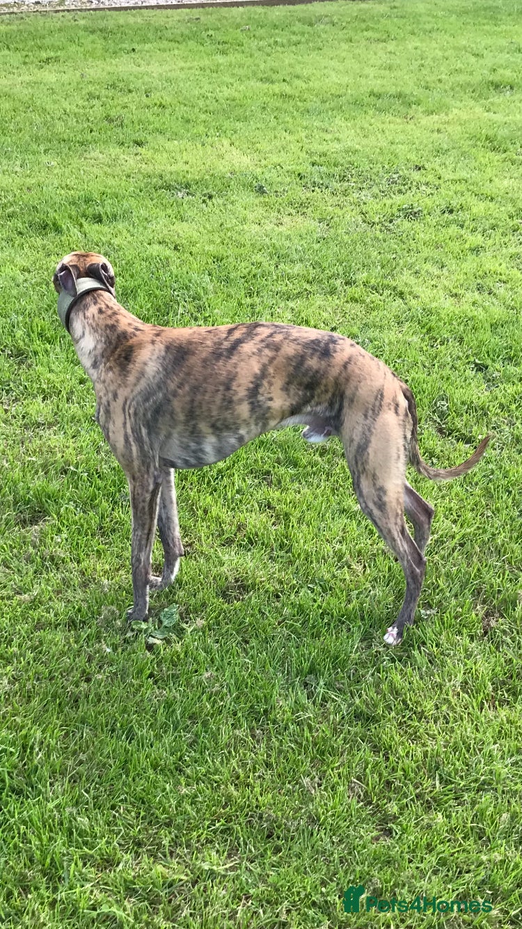 Whippet dogs for sale: Stunning pedigree whippets puppies  - Advert 7
