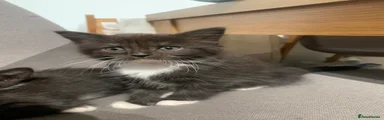Female longhair black and white 