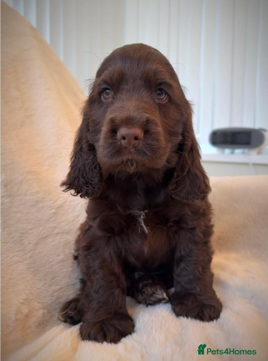 Cocker Spaniel dogs Ready now!  KC Show Cocker Spaniels  - Advert 2