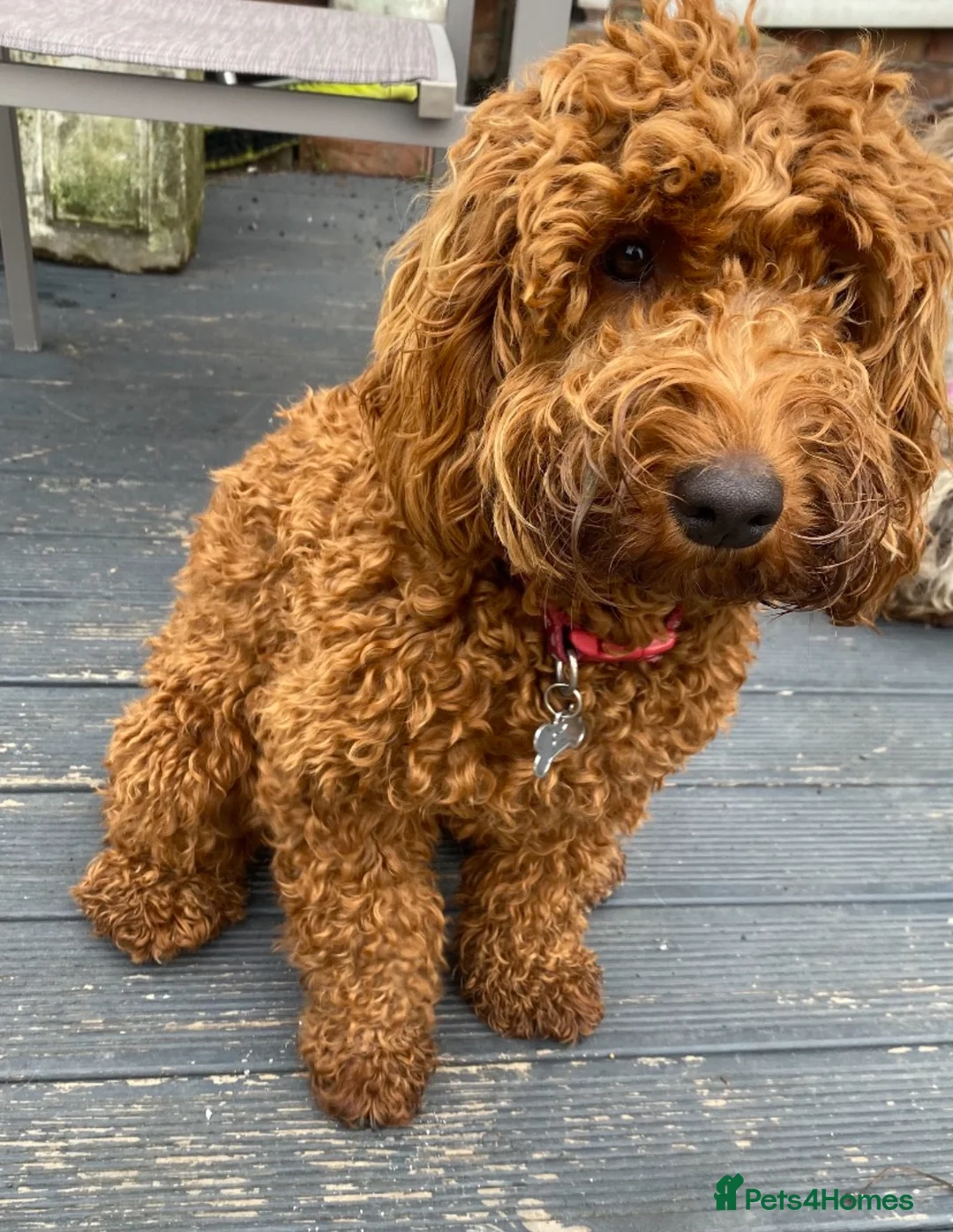 Cockapoo dogs for sale: 🐶 4 Stunning F1B Cockapoo Puppies for Sale 🏡💖 - Advert 2