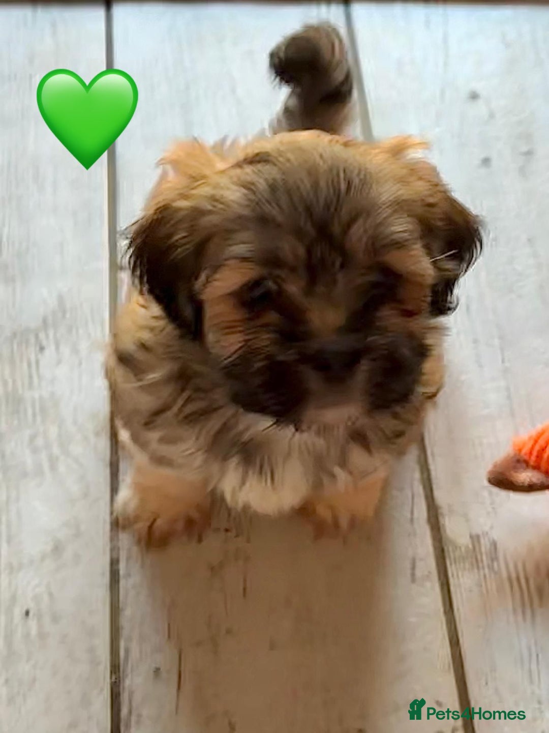 Lhasa Apso dogs for sale: Four Adorable Lhasa Apso Pups KC reg GPRA Clear - Advert 1