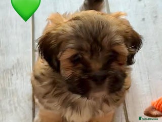 Lhasa Apso dogs Four Adorable Lhasa Apso Pups KC reg GPRA Clear - Advert 1