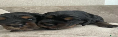 Puppy 4