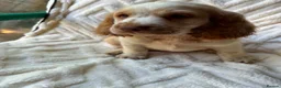 Cocker Spaniel dogs for sale: 9 Gorgeous Cocker Spaniel Puppies For Sale! - Advert 34