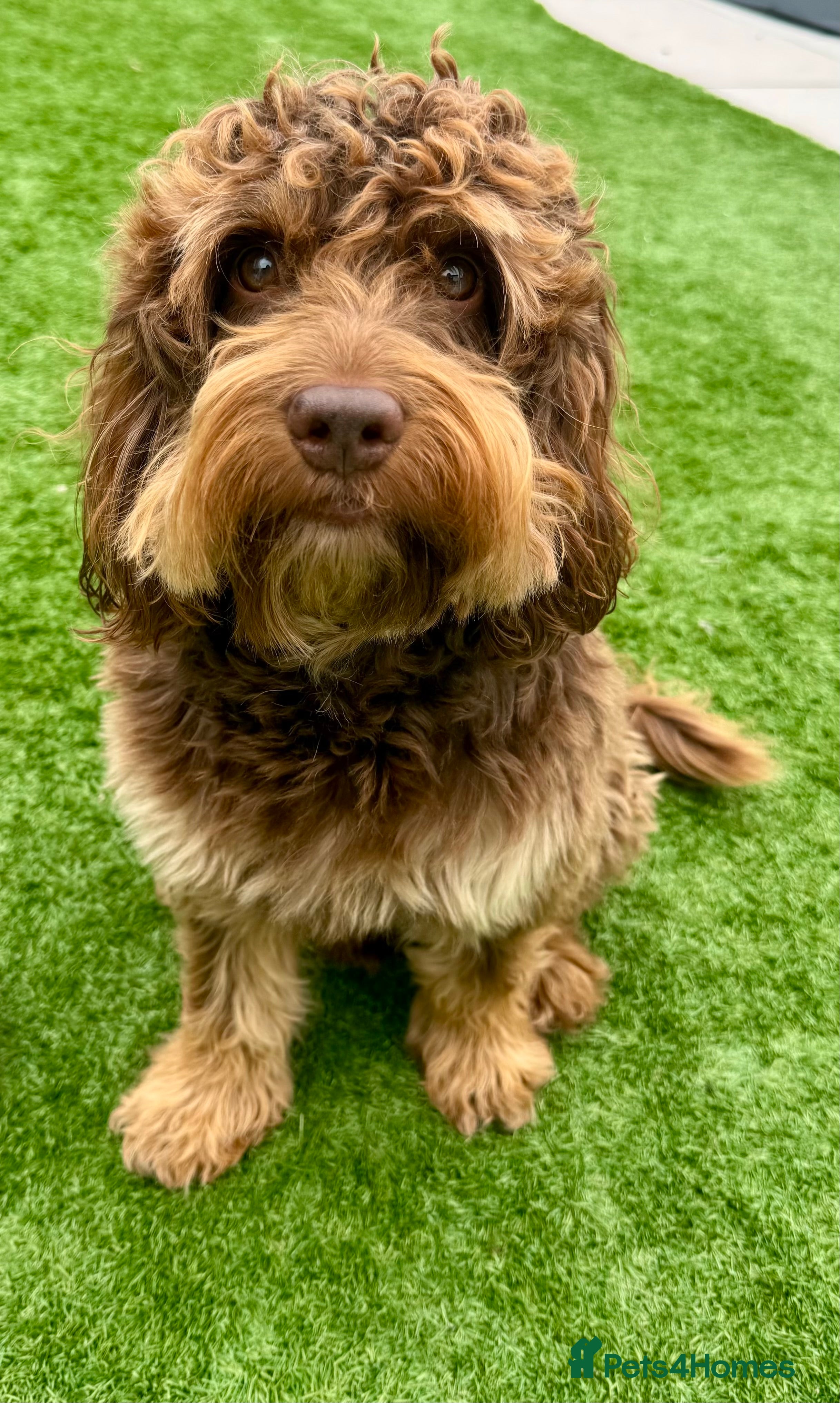 Cockapoo dogs TRICOLOUR F1 PROVEN ATAT CERTIFIED COCKAPOO STUD in Bromley - Advert 4