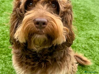 Cockapoo dogs TRICOLOUR F1 PROVEN ATAT CERTIFIED COCKAPOO STUD in Bromley - Advert 5