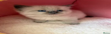 Ragdoll 2