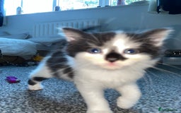 Mixed Breed cats for sale: ❗️2 litters for sale❗️ - Image 9