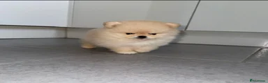 Pomeranian Puppy 1