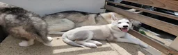 Siberian Husky dogs for sale: ​💎ONLY 1 GIRL AVAILABLE🐾Siberian Husky Puppies - Advert 2