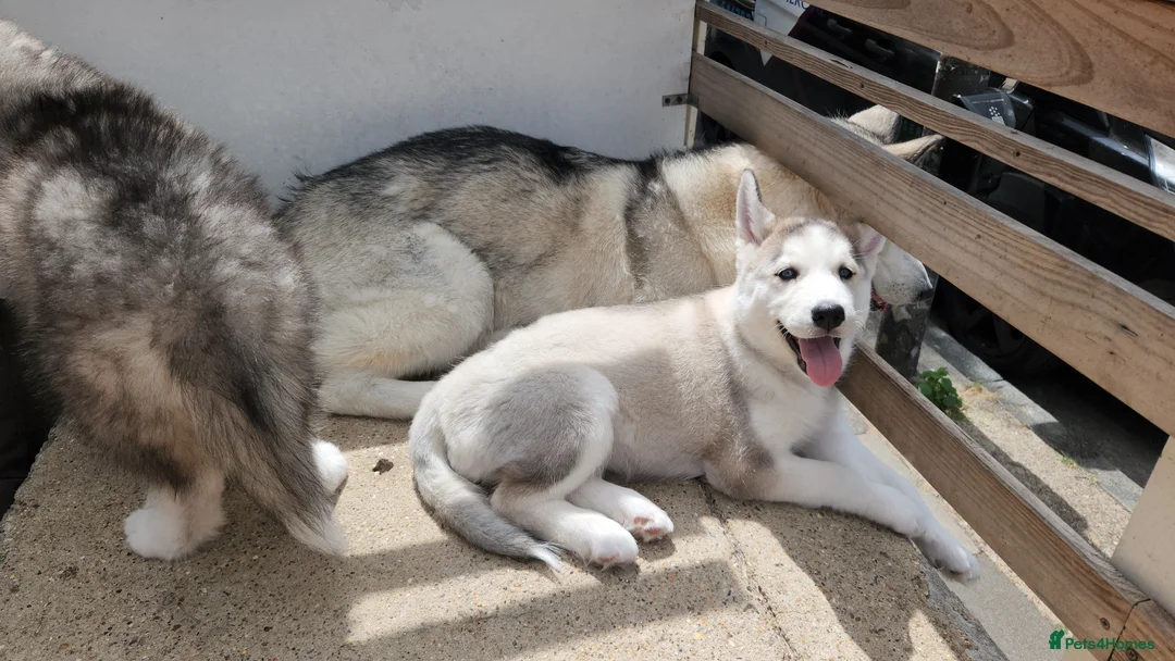 Siberian Husky dogs for sale: ​💎ONLY 1 GIRL AVAILABLE🐾Siberian Husky Puppies - Advert 2