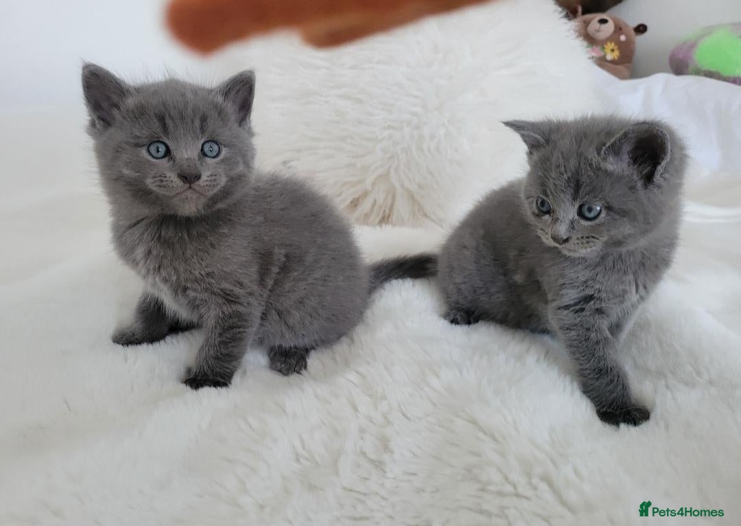 British Shorthair cats British shorthair kitten - Advert 5